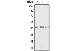 Western blot analysis of GPR81 expression in HEK293T (A), Raw264. (GPR81 antibody  (C-Term))