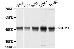 Western blot analysis of extracts of various cell lines, using ADRM1 antibody. (ADRM1 antibody  (AA 108-407))