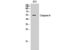 Western Blotting (WB) image for anti-Caspase 8 (CASP8) (Ser2) antibody (ABIN3179906) (Caspase 8 antibody  (Ser2))