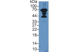 Western blot analysis of Rat Pancreas lysate, using Human DCN Antibody (3 µg/ml) and HRP-conjugated Goat Anti-Rabbit antibody (