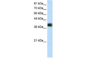 WB Suggested Anti-ZNF435 Antibody Titration:  2. (ZSCAN16 antibody  (Middle Region))