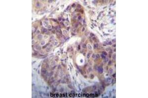 Immunohistochemistry (IHC) image for anti-Kallikrein 6 (KLK6) antibody (ABIN3002615) (Kallikrein 6 antibody)