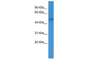 Western Blot showing ADRA1B antibody used at a concentration of 1-2 ug/ml to detect its target protein. (ADRA1B antibody  (N-Term))