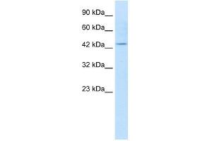 KCNQ1 antibody used at 1. (KCNQ1 antibody  (N-Term))