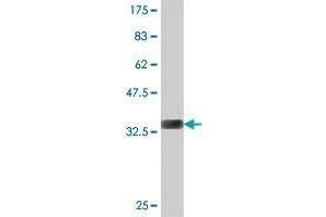 Western Blot detection against Immunogen (35. (CDC42SE2 antibody  (AA 1-84))