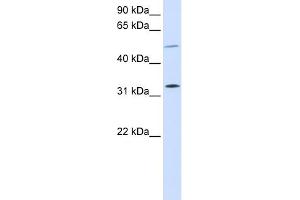 WB Suggested Anti-SHOX2 Antibody Titration: 0. (SHOX2 antibody  (Middle Region))