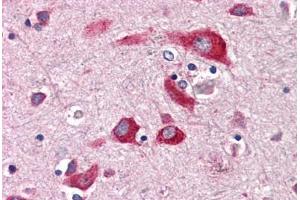 Anti-ENTPD2 antibody  ABIN1048566 IHC staining of human brain, cortex. (ENTPD2 antibody  (Internal Region))