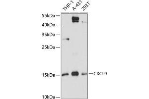 Western blot analysis of extracts of various cell lines, using CXCL9 antibody (ABIN6134302, ABIN6139277, ABIN6139278 and ABIN6218996) at 1:3000 dilution. (CXCL9 antibody  (C-Term))
