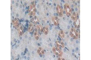IHC-P analysis of Mouse Tissue, with DAB staining. (IDO antibody  (AA 26-199))