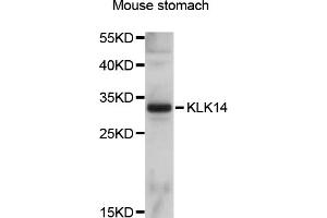 Western blot analysis of extracts of mouse stomach, using KLK14 antibody (ABIN5998082) at 1/1000 dilution.