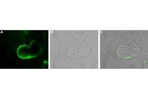 Expression of ASIC in rat PC12 cells - Cell surface detection of ASIC in live intact rat PC12 pheochromocytoma cells. (ASIC1 antibody  (Extracellular Loop))