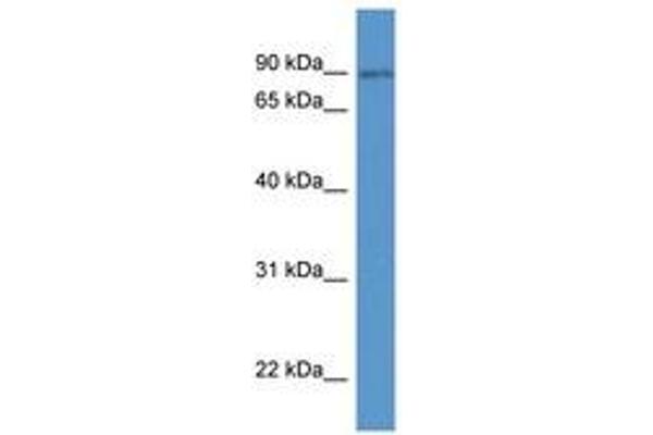 SPIRE2 antibody  (AA 94-143)