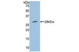 Peroxiredoxin 4 anticorps  (AA 6-249)