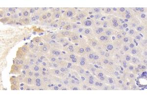Detection of OGG1 in Mouse Liver Tissue using Polyclonal Antibody to Oxoguanine Glycosylase 1 (OGG1) (OGG1 antibody  (AA 31-345))