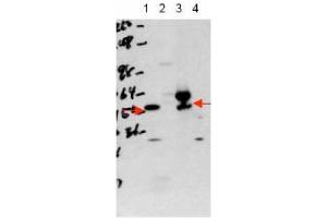 Image no. 1 for anti-Thyroid Hormone Receptor, alpha (THRA) (Isoform 1), (N-Term) antibody (ABIN401406)
