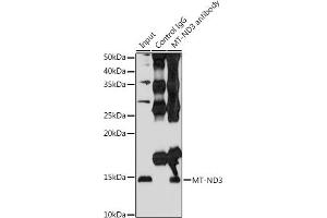 Immunoprecipitation (IP) image for anti-Mitochondrially Encoded NADH Dehydrogenase 3 (MT-ND3) antibody (ABIN7268601)