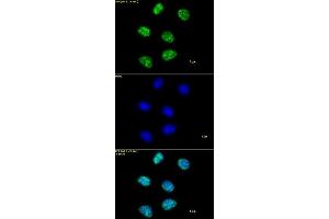 Histone H3 trimethyl Lys4 antibody tested by immunofluorescence.