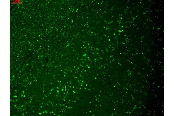 HCN4 antibody  (AA 1019-1198)
