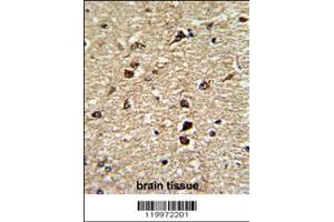 Formalin-fixed and paraffin-embedded human brain tissue reacted with XPO1 Antibody , which was peroxidase-conjugated to the secondary antibody, followed by DAB staining. (XPO1 antibody  (C-Term))