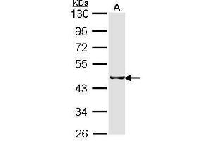 WB Image Sample (30 ug of whole cell lysate) A: H1299 10% SDS PAGE SEPHS2 antibody antibody diluted at 1:1000 (SEPHS2 antibody)