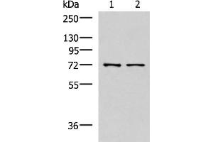 MKS1 antibody