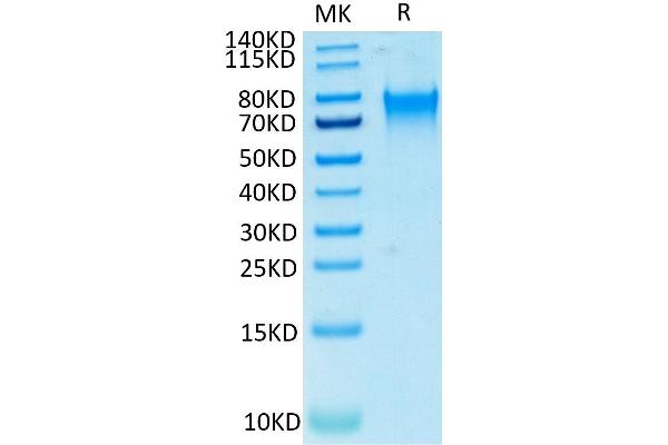 nectin-3 Protein (AA 58-400) (His-Avi Tag)