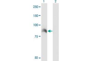 ARHGEF6 antibody  (AA 61-175)