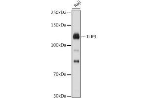 Western blot analysis of extracts of Raji cells, using TLR9 antibody (ABIN7270849) at 1:1000 dilution. (TLR9 antibody  (AA 350-450))