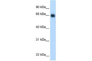 WB Suggested Anti-KNG1 Antibody Titration:  0. (KNG1 antibody  (Middle Region))