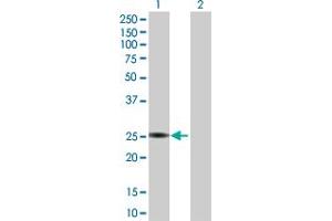 Western Blot analysis of PTTG1 expression in transfected 293T cell line by PTTG1 MaxPab polyclonal antibody. (PTTG1 antibody  (AA 1-202))