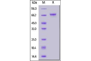 Human LGR5, His Tag on  under reducing (R) condition. (LGR5 Protein (AA 22-561) (His tag))