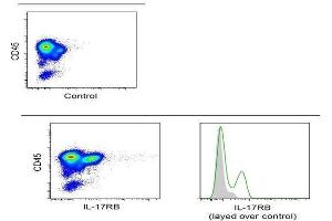 Image kindly submitted by Dr. (IL17 Receptor B antibody  (AA 351-450))