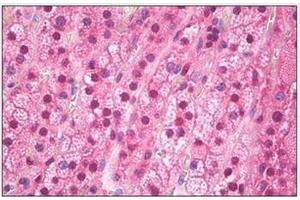 Immunohistochemistry (IHC) image for anti-Fat Mass and Obesity-Associated (FTO) (N-Term) antibody (ABIN782440) (FTO antibody  (N-Term))