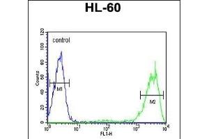 Rab5 Antibody (C-term) (ABIN390962 and ABIN2841145) flow cytometric analysis of HL-60 cells (right histogram) compared to a negative control cell (left histogram). (RAB5 antibody  (C-Term))