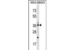 CD68/CD68 (kpi) Antibody (Center) (ABIN1538079 and ABIN2849014) western blot analysis in MDA-M cell line lysates (35 μg/lane). (CD68 antibody  (AA 209-237))