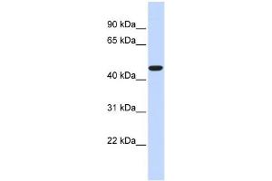 WB Suggested Anti-ACOT2 Antibody Titration: 0. (ACOT2 antibody  (Middle Region))