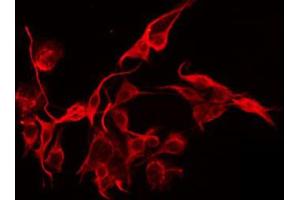 ABIN6274908 staining HepG2 by IF/ICC. (Manic Fringe antibody  (Internal Region))