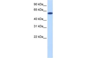 Western Blotting (WB) image for anti-Zinc Finger Protein 394 (ZNF394) antibody (ABIN2460161) (ZNF394 antibody)