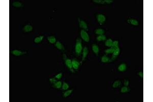 Immunofluorescent analysis of Hela cells using ABIN7165075 at dilution of 1:100 and Alexa Fluor 488-congugated AffiniPure Goat Anti-Rabbit IgG(H+L) (PRMT6 antibody  (AA 119-375))