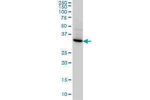 STX4A monoclonal antibody (M04), clone 6D1 Western Blot analysis of STX4A expression in HeLa . (Syntaxin 4 antibody  (AA 19-119))
