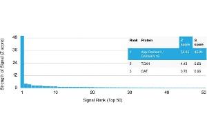 Analysis of Protein Array containing more than 19,000 full-length human proteins using CDH16-Monospecific Mouse Monoclonal Antibody (CDH16/2125). (Cadherin-16 antibody  (AA 371-507) (Biotin))