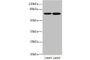 Western blot All lanes: SLC23A2antibody at 3. (SLC23A2 antibody  (AA 1-90))