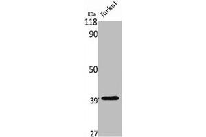 Western Blot analysis of Jurkat cells using USF-2 Polyclonal Antibody (USF2 antibody  (Internal Region))