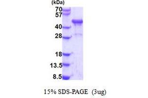 SDS-PAGE (SDS) image for NDRG Family Member 3 (NDRG3) (AA 1-363) protein (His tag) (ABIN5853915) (NDRG3 Protein (AA 1-363) (His tag))