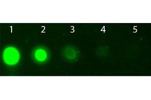 Dot Blot of AKT2 Allophycocyanin Conjugated Monoclonal Antibody. (AKT2 antibody  (Internal Region) (APC))