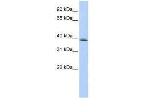 SRRD antibody used at 1 ug/ml to detect target protein. (SRRD antibody  (Middle Region))