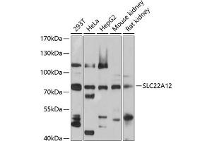 Western blot analysis of extracts of various cell lines, using SLC22 antibody (ABIN1682756, ABIN3019374, ABIN3019375 and ABIN6220852) at 1:1000 dilution. (SLC22A12 antibody  (AA 30-150))