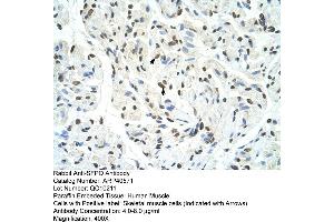 Rabbit Anti-SFPQ Antibody  Paraffin Embedded Tissue: Human Muscle Cellular Data: Skeletal muscle cells Antibody Concentration: 4. (SFPQ antibody  (Middle Region))