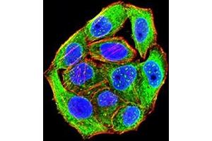 Immunofluorescence analysis of Hela cells using CD172G mouse mAb (green). (SIRPG antibody  (AA 29-360))