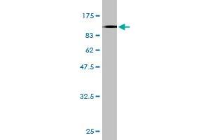 Western Blotting (WB) image for anti-Filamin A, alpha (FLNA) (AA 1-838) antibody (ABIN560922)
